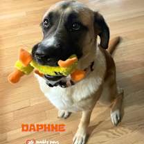 Thumbnail photo of Daphne (Courtesy Post) #1