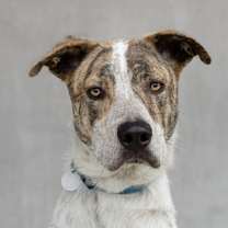 Thumbnail photo of Henry #1