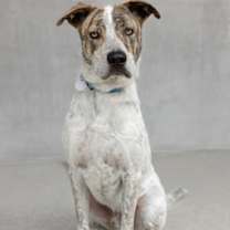 Thumbnail photo of Henry #2