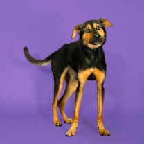 Thumbnail photo of Mr Dusty* #3