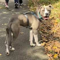 Thumbnail photo of Van #3