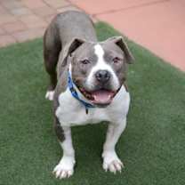 adopt-pet