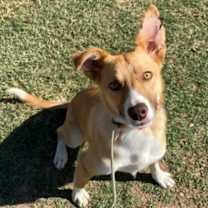 adopt-pet