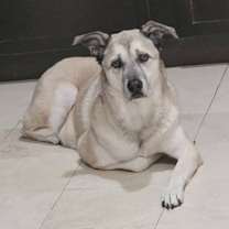 Thumbnail photo of Scobee #3