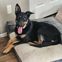 adopt-pet