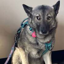 Thumbnail photo of Kyrr #2