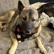 Thumbnail photo of Kyrr #4