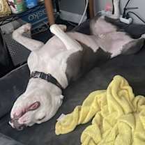 Thumbnail photo of Ollie #2