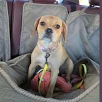 adopt-pet