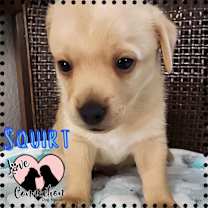 adopt-pet