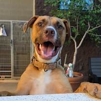 Thumbnail photo of Boswell #2