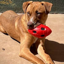 Thumbnail photo of Boswell #3