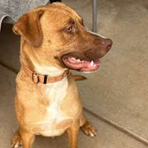 Thumbnail photo of Boswell #4