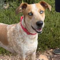 adopt-pet