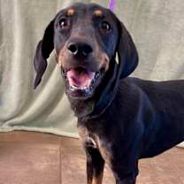 adopt-pet