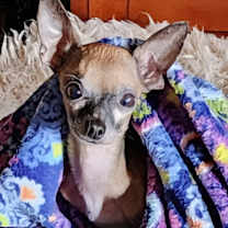 Thumbnail photo of Beiber #2