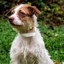 SWEET SHANIA PARSONS