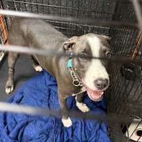 Thumbnail photo of Pollyanna #2