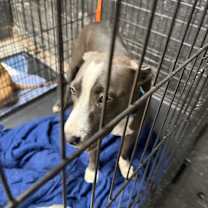 Thumbnail photo of Pollyanna #3