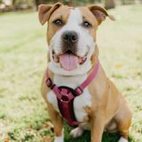 adopt-pet