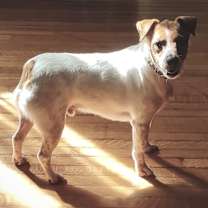 Thumbnail photo of Atticus in Ft Scott #4