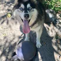 Thumbnail photo of Ice Cream Sandwich #3