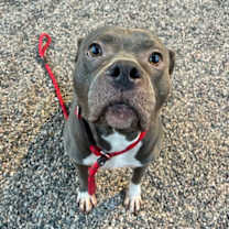 adopt-pet