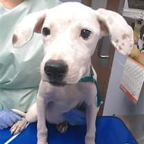 adopt-pet