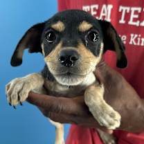 Thumbnail photo of Tootsie #1