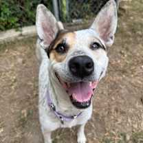 Thumbnail photo of Bailey  #1