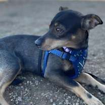 Thumbnail photo of Sammy #2