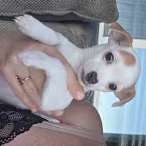 adopt-pet