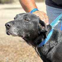 Thumbnail photo of ROOTIE #1