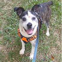 Thumbnail photo of HENRY #3