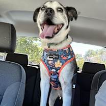 Thumbnail photo of HENRY #4