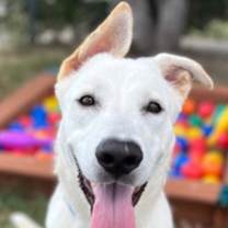 Thumbnail photo of Duke PKA Dude #1