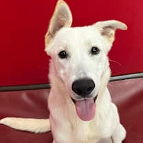 Thumbnail photo of Duke PKA Dude #2