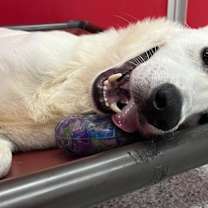 Thumbnail photo of Duke PKA Dude #3