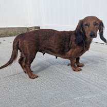 Thumbnail photo of Pip in NC #2