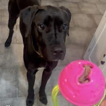 Thumbnail photo of Clifford #3