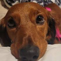 Thumbnail photo of Pip in NC #1