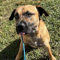 Thumbnail photo of Lurch #4