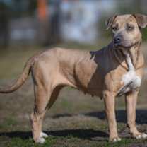 Thumbnail photo of Nyla #1