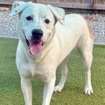 Thumbnail photo of Axel #3