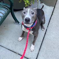 Thumbnail photo of Loui #3