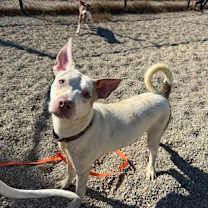 Thumbnail photo of Sansa #3