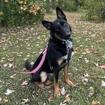 adopt-pet
