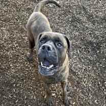 adopt-pet