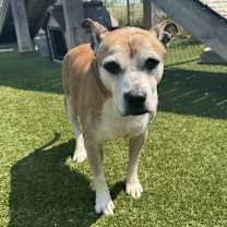 adopt-pet