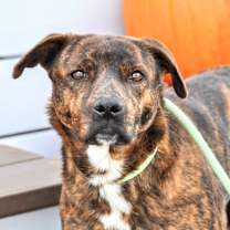adopt-pet